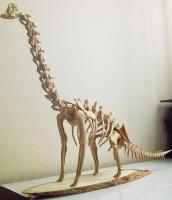 adam-tram-brachiosaurus-skeleton.jpg