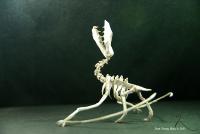 adam-tram-pterosaur-skeleton.jpg
