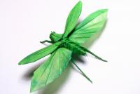brian-chan-flying-katydid.jpg