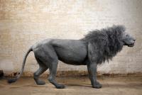 kendra-haste-male-lion.jpg