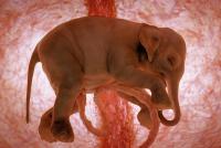 neil-jones-in-the-womb-elephant.jpg