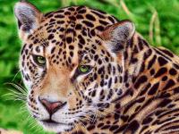 vianaarts-jaguar.jpg